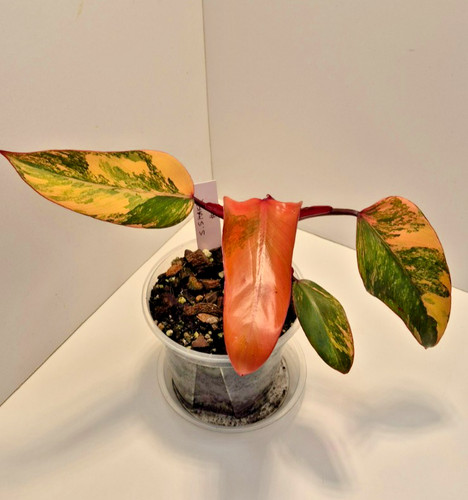 Philodendron strawberry shake - strawberry,