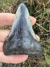 Fossil Megalodon Shark Tooth