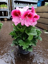 Pink Pelargonium Plant | 12cm