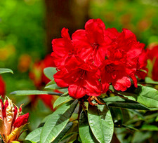Rhododendron Lord Roberts - 4Ltr Pot Large XXXL Flowering Evergreen Shrub