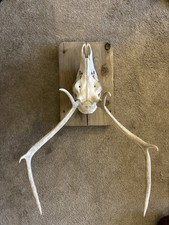 Deer Skull With Antlers