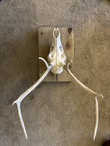 Deer skull with antlers - deer,