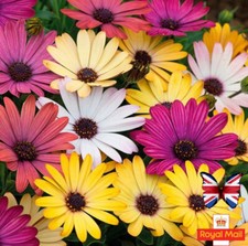 OSTEOSPERMUM 50 SEEDS MIX