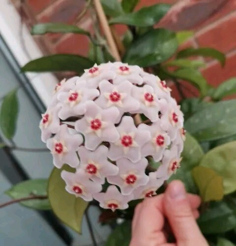 Hoya carnosa wax - carnosa,