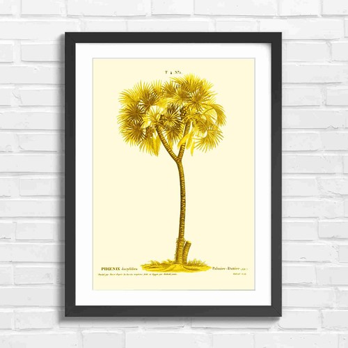 Vintage date palm tree - palm,