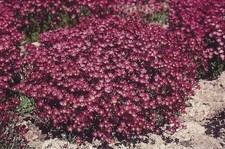 6  Saxifraga Purple Robe