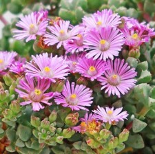 Ice Plant Plugs Lampranthus Deltoides Pink Ice Flower Hardy Succulent, Pack of 3