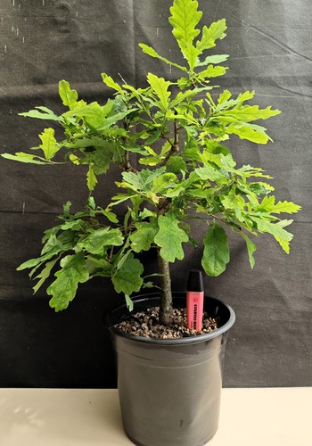English oak bonsai - english,