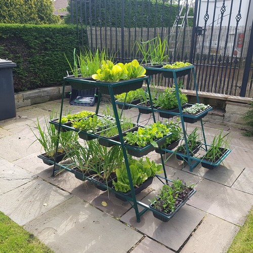 Greenhouse staging racking - greenhouse,