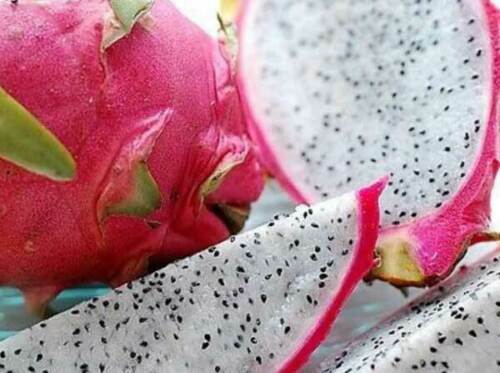 Hylocereus undatus dragon - undatus,