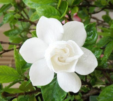 20 Gardenia Jaminoides Seeds - Cape Jasmine - Fragrant White Flowers