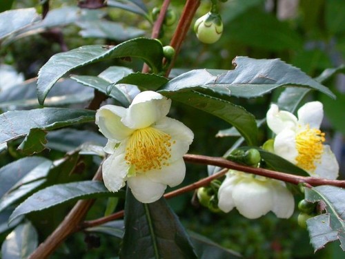 Camellia sinensis darjeeling