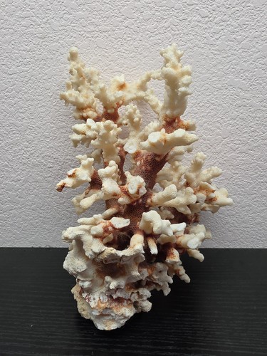 Brown stem reef coral acropora - reef,
