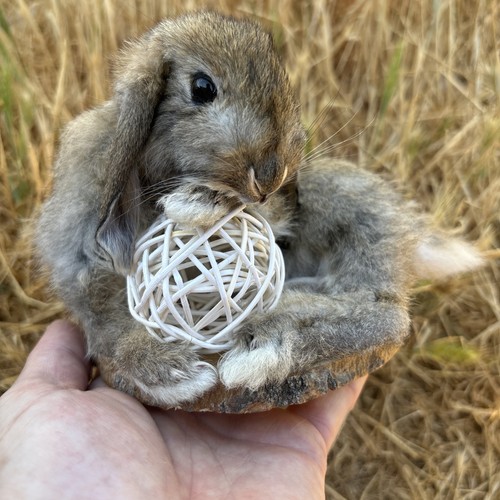 Wild rabbit roadkill taxidermy - wild,