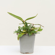 Penstemon barbatus praecox 1 Litre Potted Plant by T&M