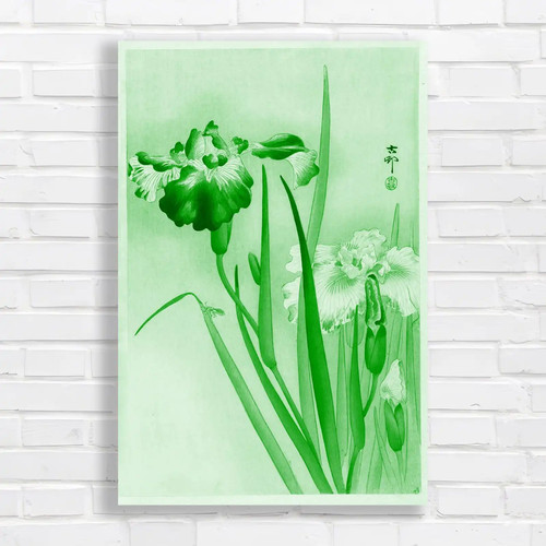 Japanese iris botanical nature - japanese,