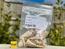 Bag of fossil sharks teeth