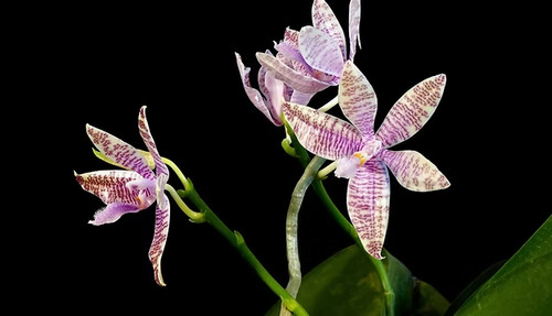 Rare phalaenopsis - rare,