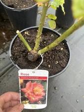 POTTED ROSE 'CLIMBING