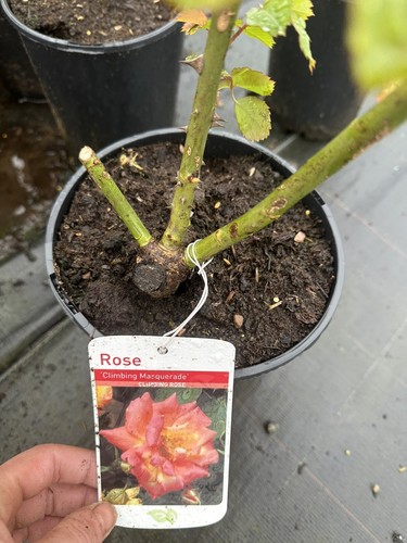 Potted rose climbing - potted, 'climbing