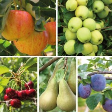 Patio Fruit Tree Plants Garden