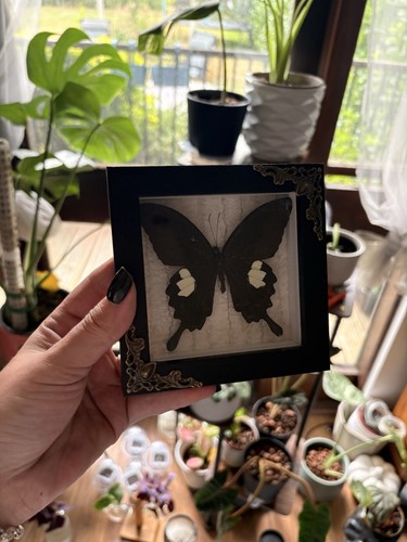 Butterfly frame oddity - butterfly,