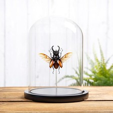 Fighting giant stag beetle - giant,
