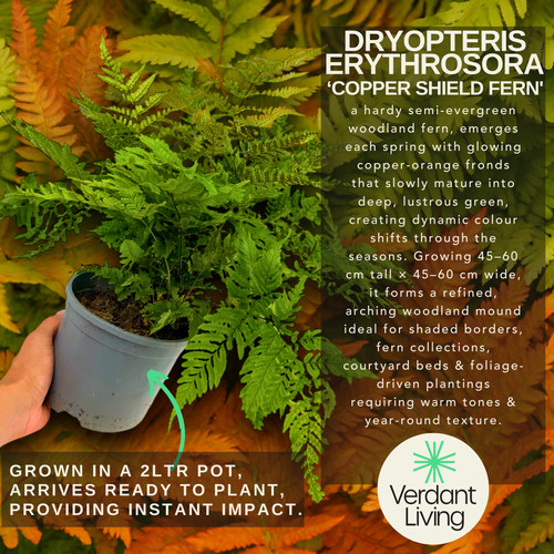 Large garden ready plant - large,,