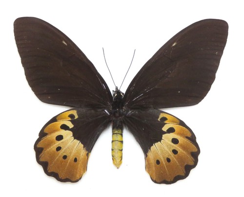 Ornithoptera goliath titan