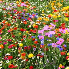 1Kg Wild Flower Meadow Seeds BUY 2 get 1 FREE Wild Bee Plant Seed Mix Free Post