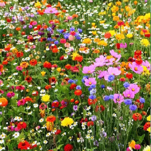 1kg wild flower - 1kg,
