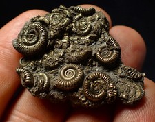 Stunning, full pyrite multi-ammonite fossil (42 mm) Crucilobiceras
