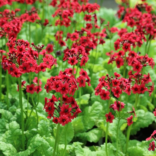 Primula millers crimson - primula,