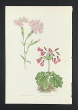 flower print Wooster 1875