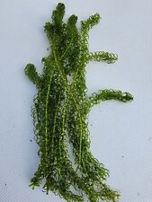 6 Elodea Densa Stems  Oxygenating Pond Weed Live The plants are from my pond! 