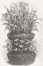 FLOWERS. Polyanthus Narcissus