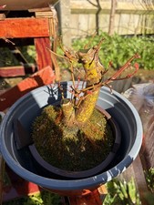 Japanese Trident Maple Shohin