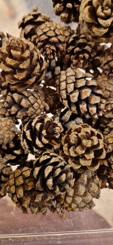 Pine fir cones - 25,