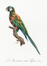 Plate No. 10 Blue-Winged Macaw