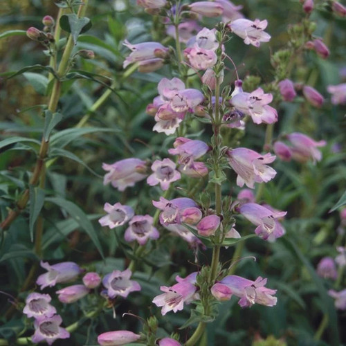 Beardtongues penstemon sour - -,