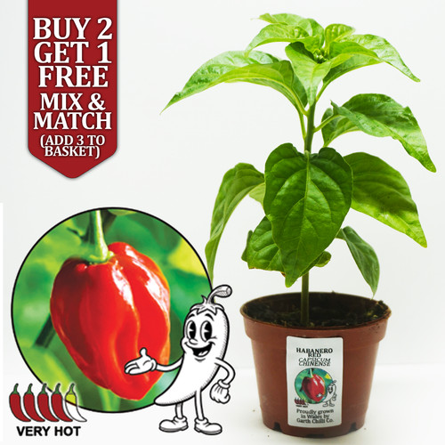 Habanero red chilli pepper - habanero,
