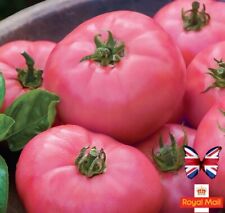 TOMATO 15 SEEDS WILD ROSE PINK  Beefsteak HEIRLOOM NO GMO
