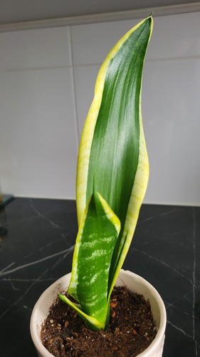 Golden flames sansevieria - golden,