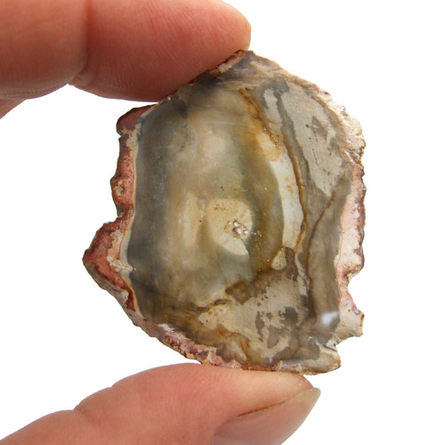 Fossil petrified wood slice - fossil,