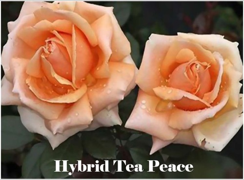 Fragrant climbing bush rose - 1,