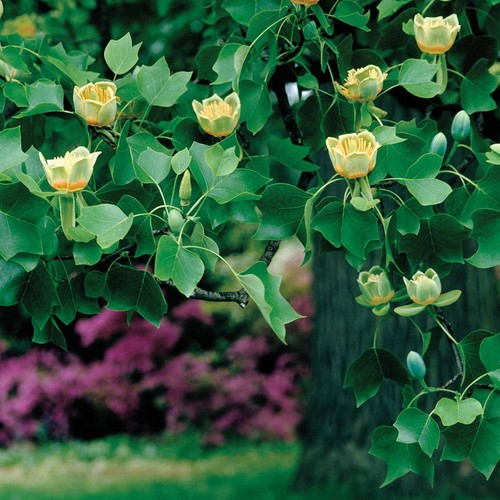 Liriodendron tulipifera - t&m,