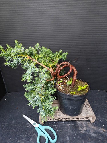Juniper bonsai tree training - juniper,