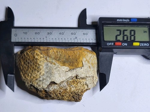 Very rare thick hell creek - thick,