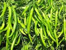 50  GENUINE INDIAN CHILLI