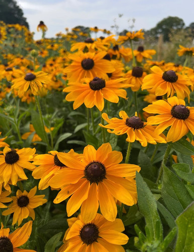 Rudbeckia hirta black eyed - rudbeckia,